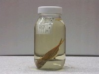 藏品(黑邊鰏)的圖片